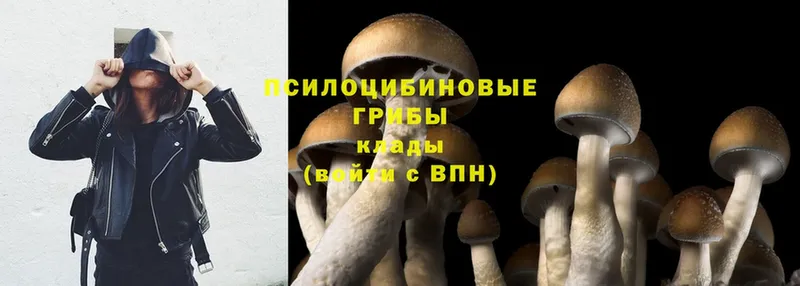 цена   Лесосибирск  Псилоцибиновые грибы Magic Shrooms 